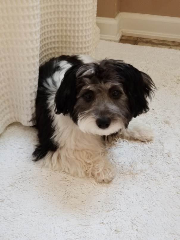 image_e63ab4b7-a1e8-449b-92fa-9ad7f8aaea8f.img_3240